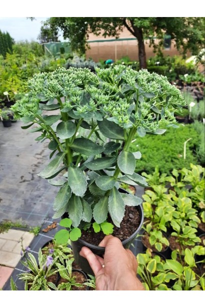 Очиток видний Діамант - 3л/вис.20-30см/Ø20-30см